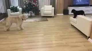 Goldendoodle stalks puppy, adorably chases after him