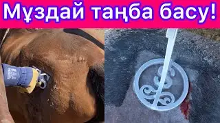 Жылқыларды таңбалау. Бие Құнан Тай Жабағылаға ен салу. Таңба басу азот және күйдіру. 