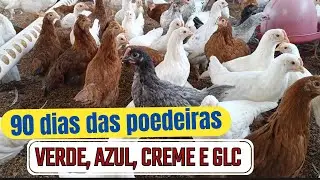 GREEN, BLUE, CREAM AND GLC LAYING HENS: 90-DAY BALANCE OF PULLIES