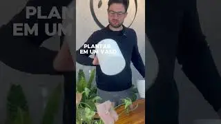 Você sabia desse segredo? https://www.plantie.com.br/?utm_source=YTshorts