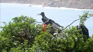 Conserving Grenadine Seabirds