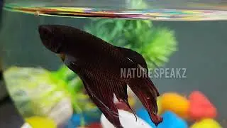 Betta Fish Inside Aquarium - Rare Betta Fish - Nature Speakz