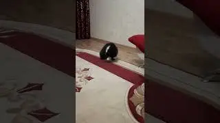 Пушистое счастье в доме