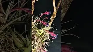 Tillandsia forest ...