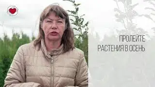 Курс «Ландшафтный дизайн и садоводство». «Завершаем сезон в саду правильно»
