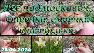 Что можно найти в лесу? 28.04.24 Московская область.