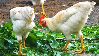 Chickens Eat Fresh Leave