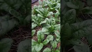 Fall greens are ready for first harvest!