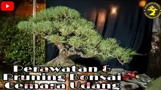 PRUNING DAN PERAWATAN BONSAI CEMARA UDANG