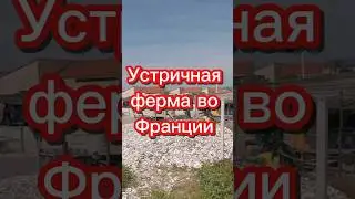 Устричная ферма во Франции 