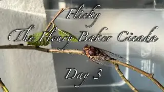 Flicky - The Floury Baker Cicada - Day 3 (2023-03-01)