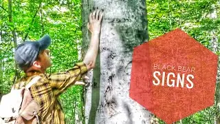 Black Bear Signs
