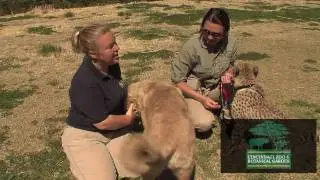 Cathryn Hilker Describes Puppy Cheetah Relationship-Cincinnati Zoo