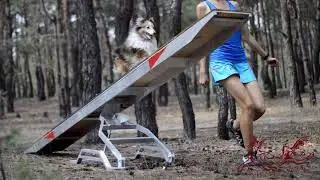 Seesaw from "Livsha - agility obstacles".