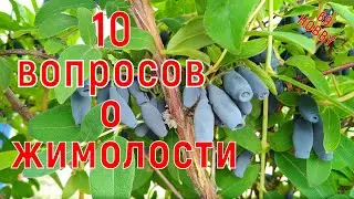 10 ВАЖНЫХ вопросов о ЖИМОЛОСТИ! Ответы "почемучкам" !