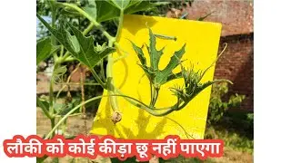 लौकी को कीड़ों से बचाने का उपाय | Home garden | 