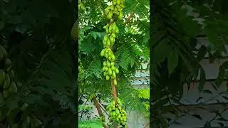 The Bilimbi Cucumber Tree #shorts