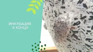 Инкубационный период почти пройден