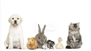 Adorable Pets On A White Background Stock Video   Download Video Clip Now   iStock