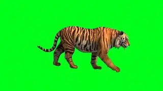 Tiger Feline Green Screen video with No copyright.