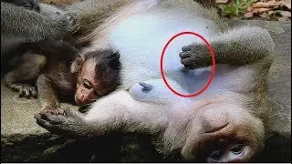 Poor baby Very Hungry, Young Mommy Play Tit don't give Milk To Her Baby, Baby Try....