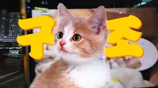 죽어가는 고양이 구조하다?!!(1화)