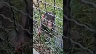 Прикольная тройка Тайгана ! Или цирковые артисты репетируют)))