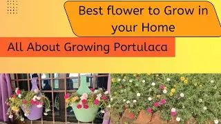 Grow 1000 of flowers/ All About Growing Portulaca #portulaca .फूल ही फूल होंगे आपके बगिया मे ।