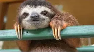 Fun With Slothchatters!-BO2 With FaZe Blaziken&Rug