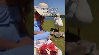 My kid grew up with  a swan 