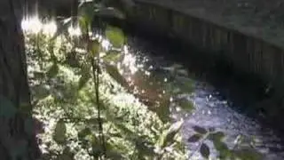 Cantus Insolitus (Live Version)