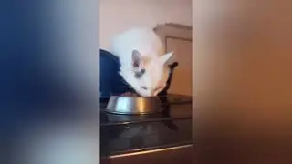 С Сугробом и Добрыней нужно в клинику.