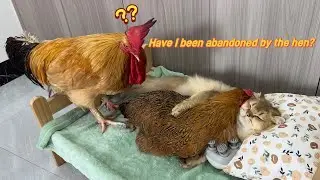 So funny and cute🤣! The rooster doesn't allow the cat to hug the hen to sleep. The rooster is angry