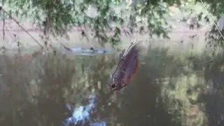 Cara memasang tajur umpan ikan kecil#teknik memasang umpan