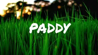 Paddy Fields | Cinematic Video | 