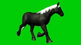 The Clydesdale horse walking green screen shot video