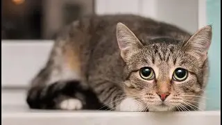 Cat Panting or Breathing Hard: Why and What To Do