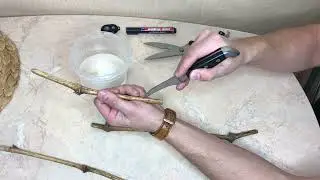Размножение винограда черенками
