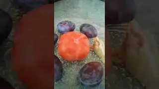 Четыре сливы и тюлень