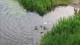 Утка защищает утят от чаек