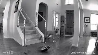 Roomba terrible death...