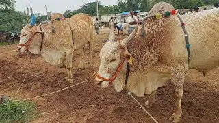 పెబ్బేర్ మార్కెట్లో భారీ సైజు నల్లమల తూర్పు జాతి ఎద్దులు | Biggest Turpu Bulls prices in Pebbair
