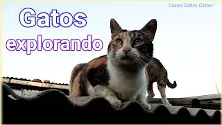 Gatos explorando día y noche