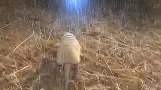 Parei 👍😁 voltando a fazer vídeos de novo ✌️😎