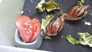 ОСОБЕННОСТИ ПИТАНИЯ УЛИТОК АХАТИН И АРХАХАТИН😋.МОЙ ВТОРОЙ КАНАЛ❤.ЧЕРЕПАШКА🤗