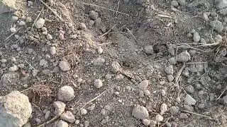 След  лося