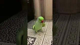 Говорящий ожереловый попугай Ричи 