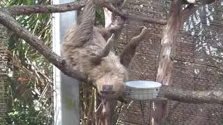 ZOO Miami. НЕЛЕНИВЫЕ ЛЕНИВЦЫ