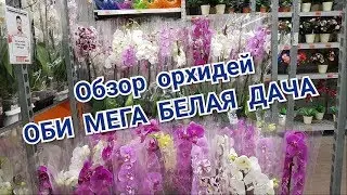 Обзор орхидей ОБИ МЕГА Белая дача