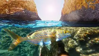 Epic Island Spearfishing Offshore 2Mile Swim!